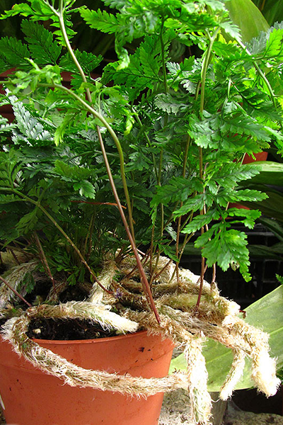 Fern Rabbit Foot 4”