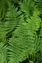 Fern Asst 10"