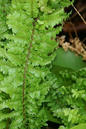 Fern Fluffy Ruffles 12"