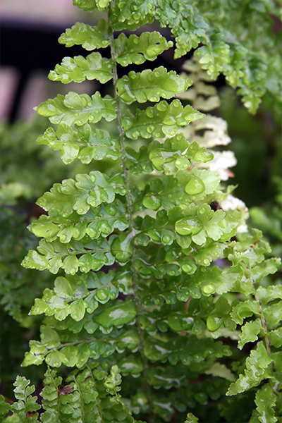 Fern Fluffy Ruffles 4"