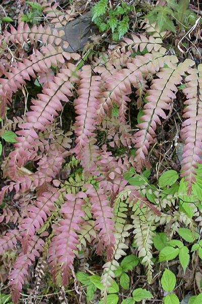 Fern Rosy Maidenhair 6" HB