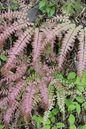 Fern Rosy Maidenhair 6" HB