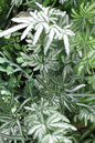 Fern Silver Lace 4"
