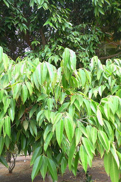 Ficus Alii 14”