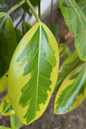Ficus Altissima 8”