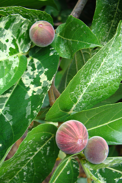 Ficus Aspera 4”
