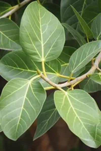 Ficus Audrey 10”