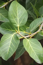 Ficus Audrey 10”
