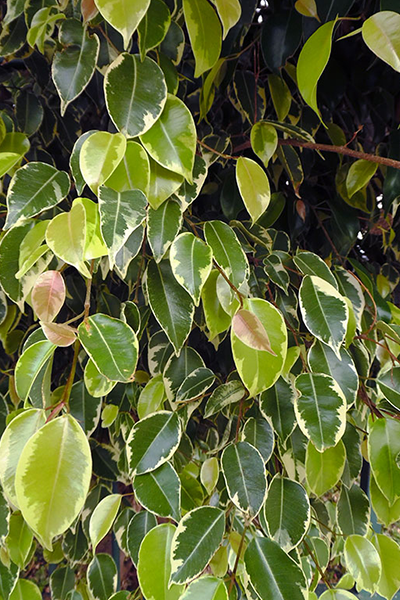 Ficus Benjamina 4”