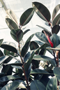 Ficus Elastica Belize 8”