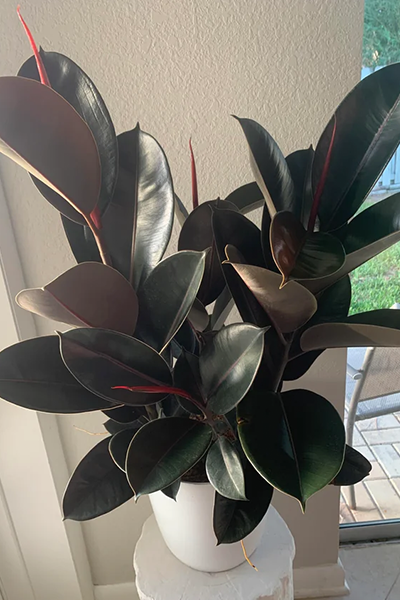 Ficus Elastica Burgundy 1G