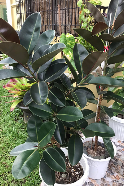 Ficus Elastica Burgundy 2G