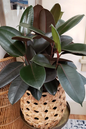 Ficus Elastica Burgundy 3G