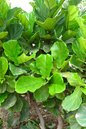 Ficus Lyrata Fiddle Bush 8”