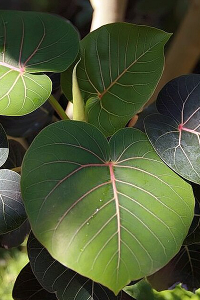 Ficus Petiolate 4”