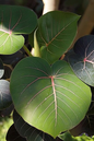 Ficus Petiolate 4”