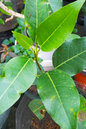 Ficus Roy 7”
