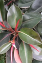 Ficus Rubber Burgundy 12”