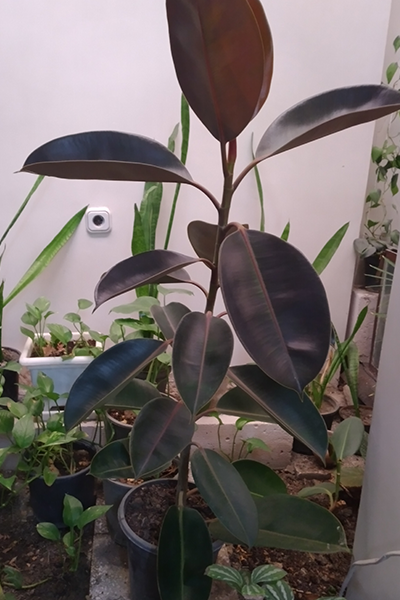 Ficus Rubber Burgundy 8”