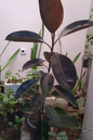 Ficus Rubber Burgundy 8”