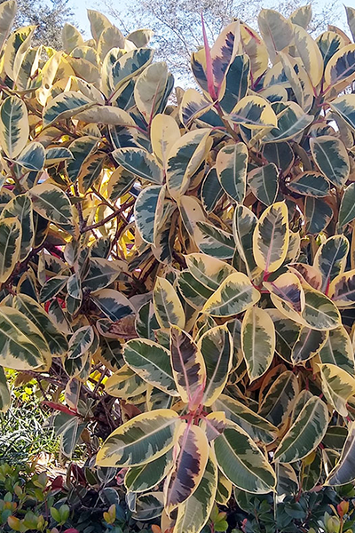 Ficus Rubber Tineke 4”