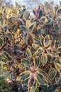 Ficus Rubber Tineke 4”