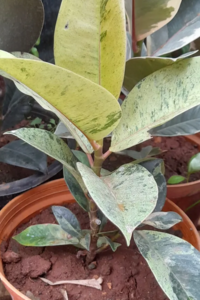 Ficus Shivereana 6”