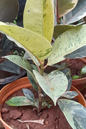 Ficus Shivereana 6”