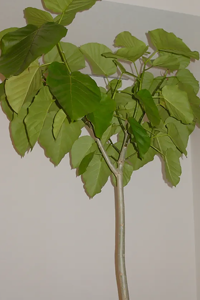 Ficus Umbellata 10”