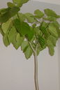 Ficus Umbellata 10”