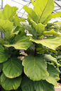 Ficus Lyrata 12” ST