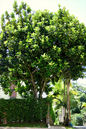 Ficus Lyrata 17” ST