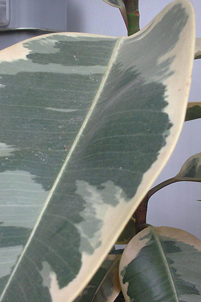 Ficus Rubber Tineke 10”