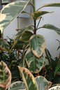 Ficus Rubber Tineke 14”
