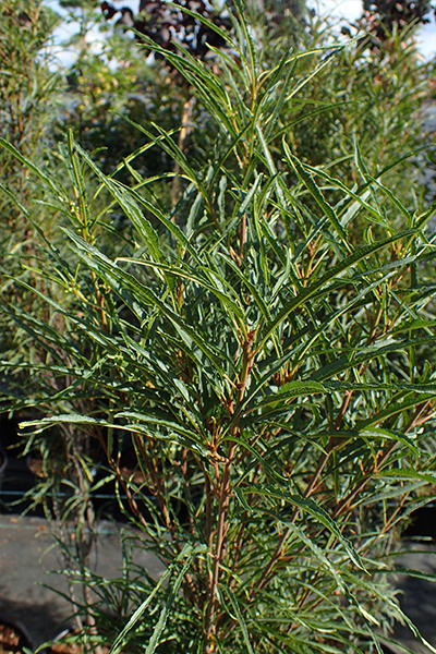 Fine Line Buckthorn 2G