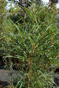 Fine Line Buckthorn 2G