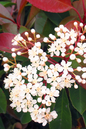 Fireball Red Photinia 2G