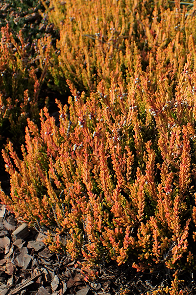 Firefly Heather 1G