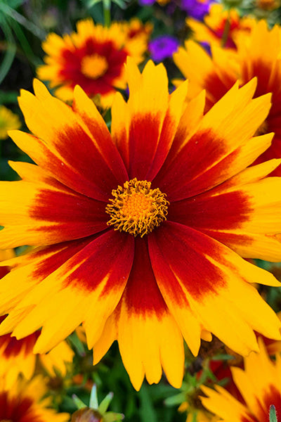 Firefly® Coreopsis 1G