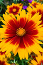 Firefly® Coreopsis 1G