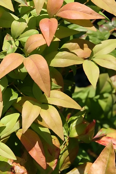 Firepower Bamboo (Nandina) 5G