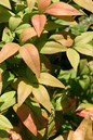 Firepower Bamboo (Nandina) 5G