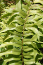 Fishtail Fern 6”
