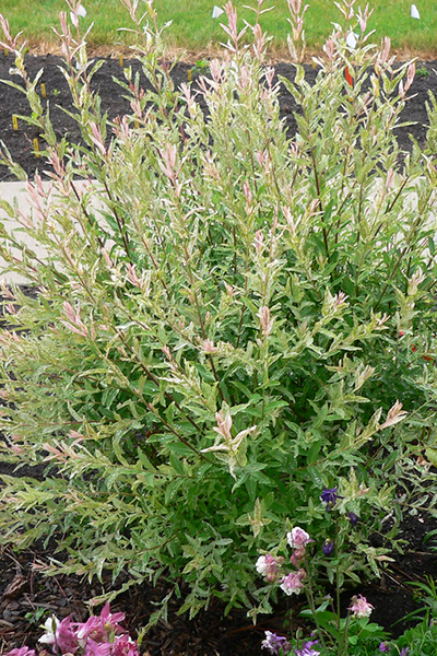 Flamingo Willow 1G