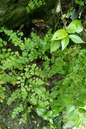 Fragrant Maidenhair Fern QT