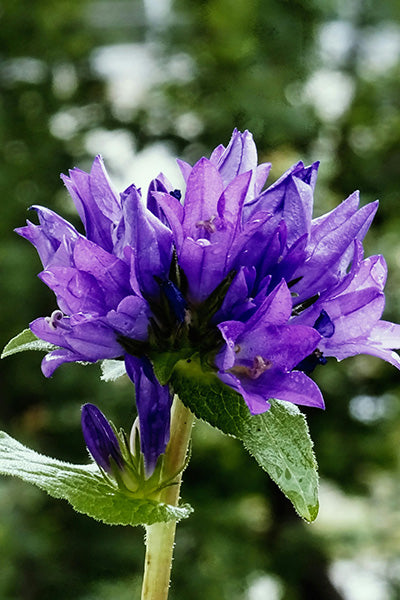Freya Campanula 1G