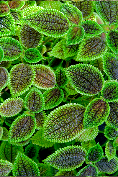 Friendship Plant (Pilea) 6” HB