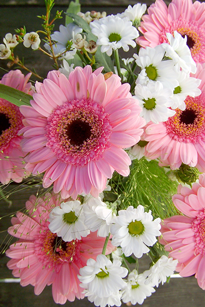 Gerbera Assorted 4”