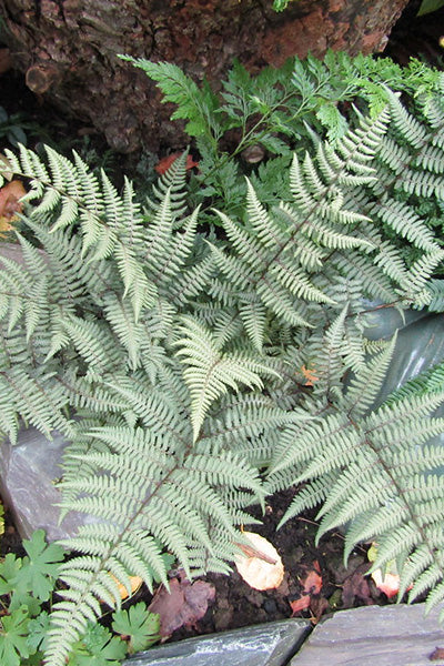 Ghost Fern 1G