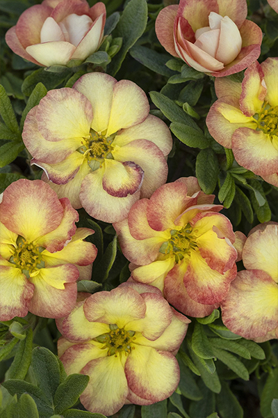 Gingersnap Potentilla 2G